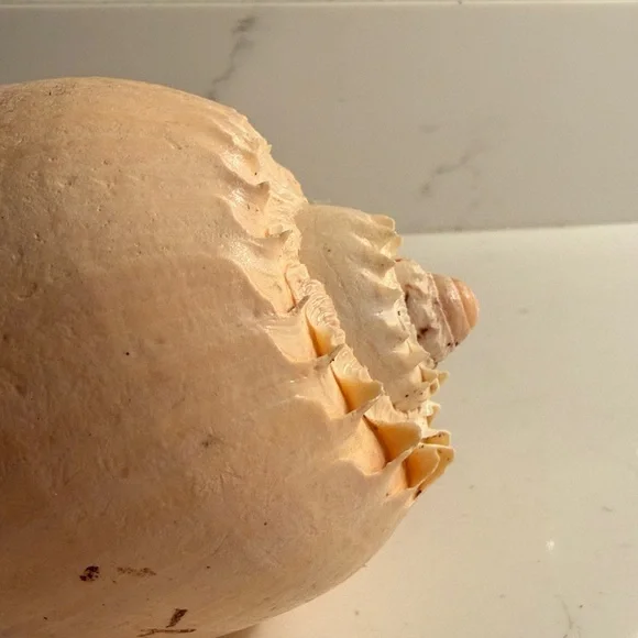 Natural Shell - Picture 5 of 8